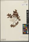 Foto von Salix waldsteiniana Willd.